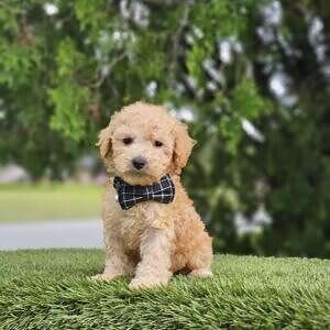 Toy - Sir Waffles - Male