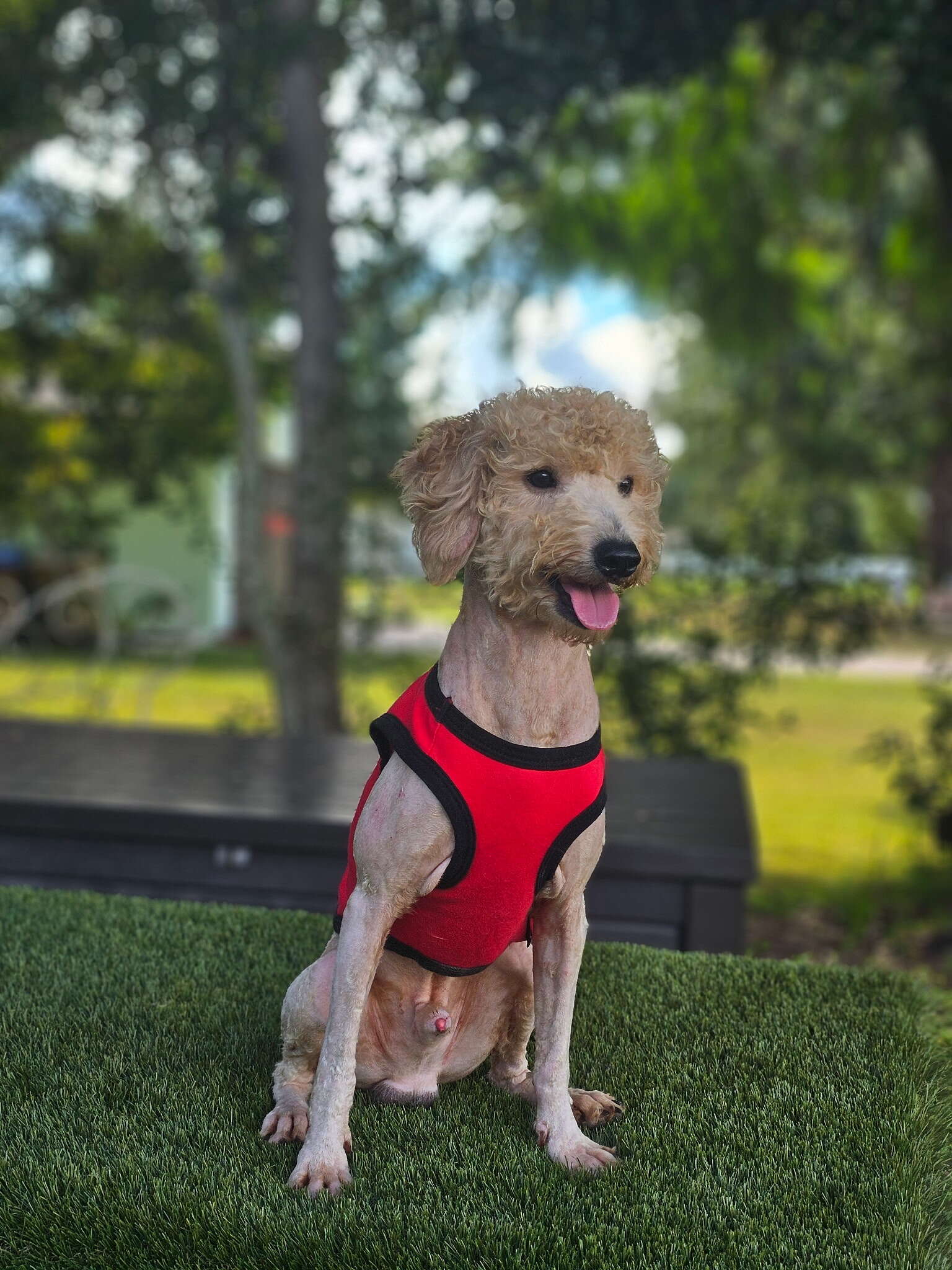 Mini - Sir Toffee - Male - Image 2