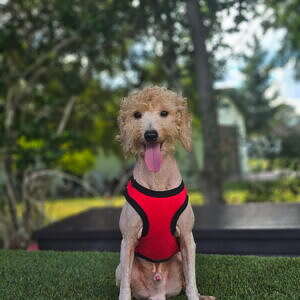 Mini - Sir Toffee - Male