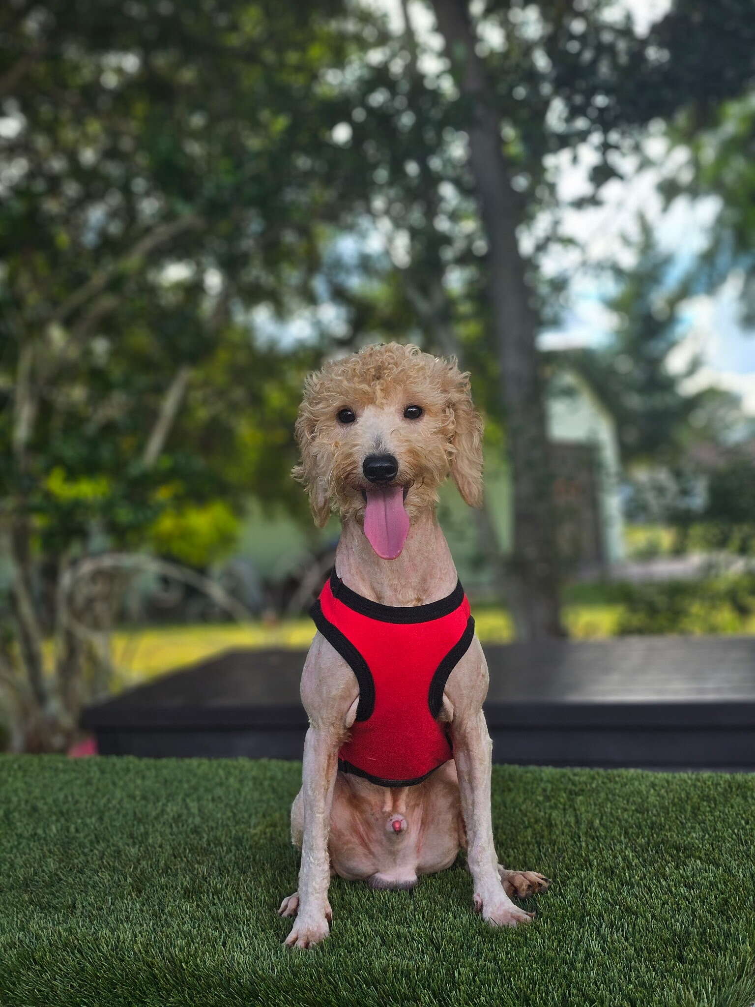 Mini - Sir Toffee - Male