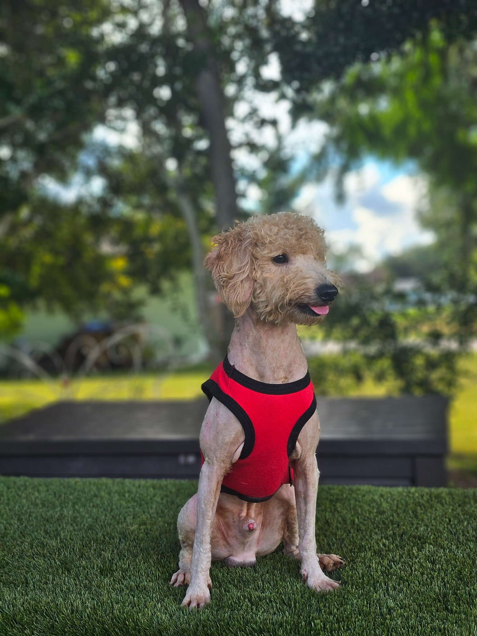 Mini - Sir Toffee - Male - Image 5