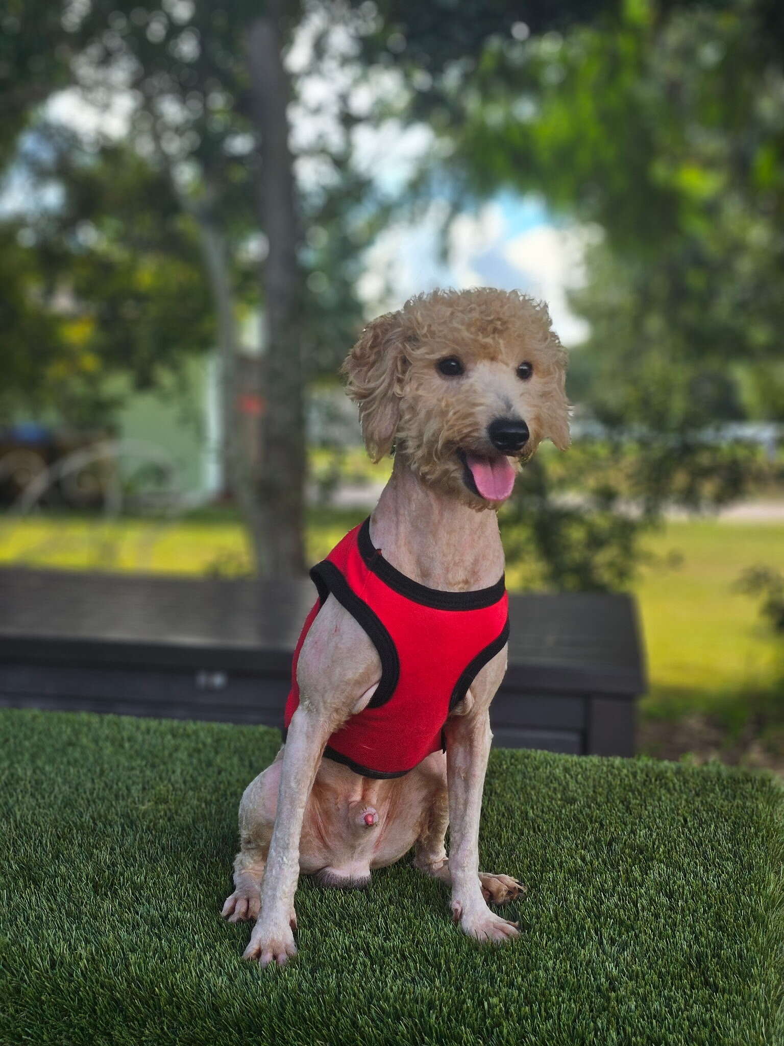 Mini - Sir Toffee - Male - Image 3