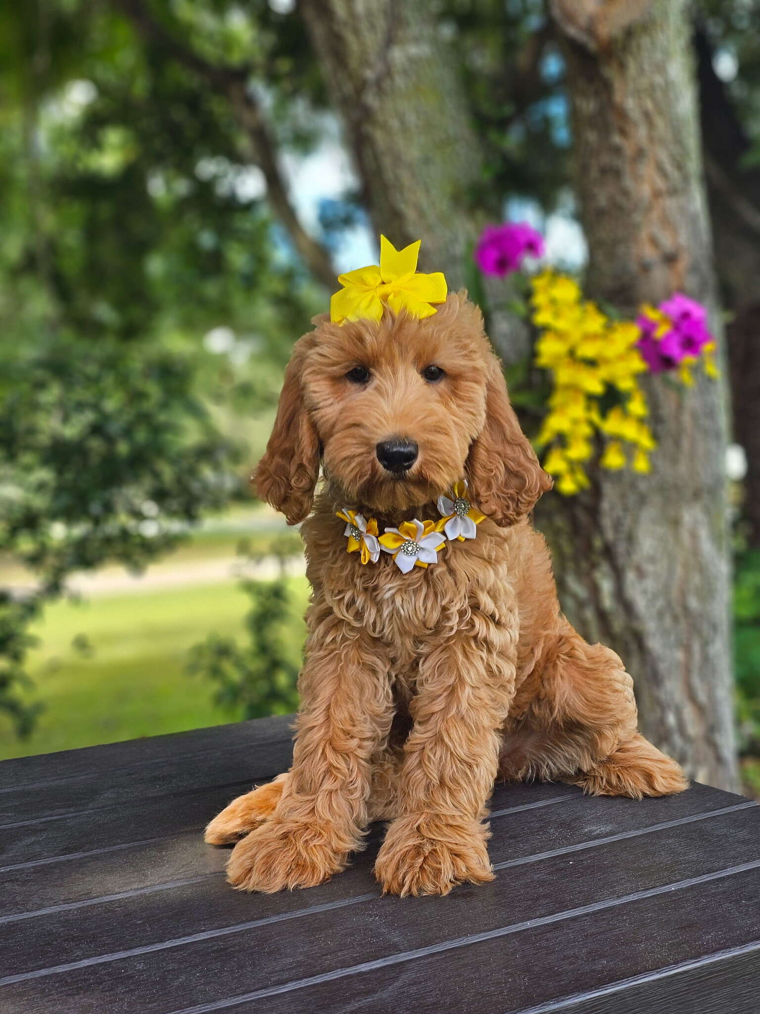 Standard - Marigold - Female - Image 2