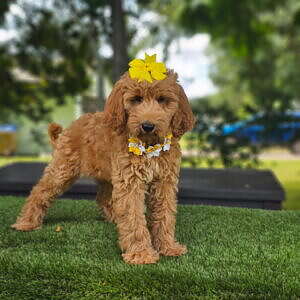 Standard - Marigold - Female