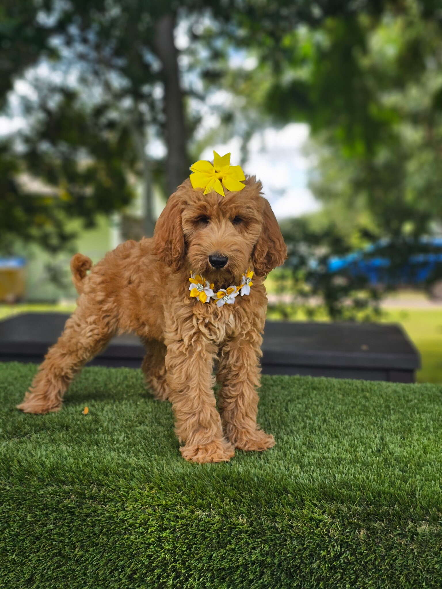 Standard - Marigold - Female