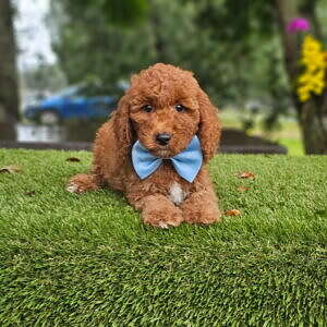 Cavapoo - Sir Churro - Male