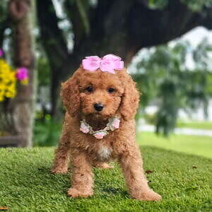 Cavapoo - Praline Belle - Female