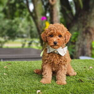 Mini - Mr Crumble - Male