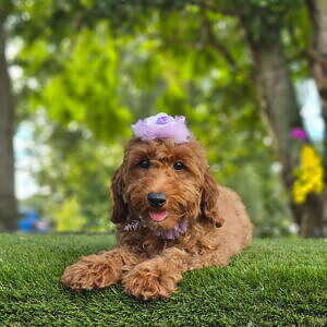 Mini - Lollipop - Female