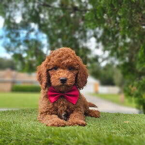 Cavapoo - Teddy - Male