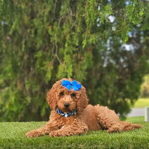 Cavapoo - Miss Bombón - Female