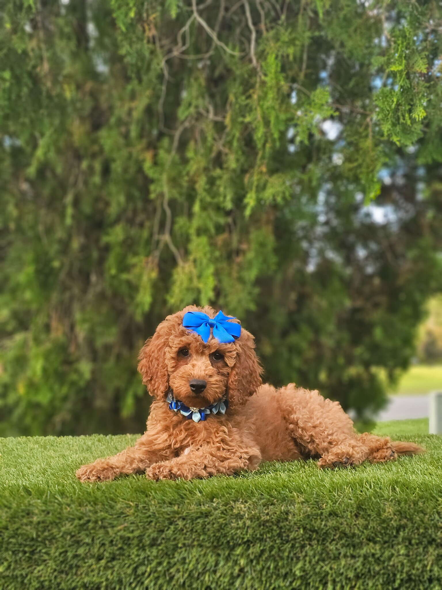 Cavapoo - Miss Bombón - Female