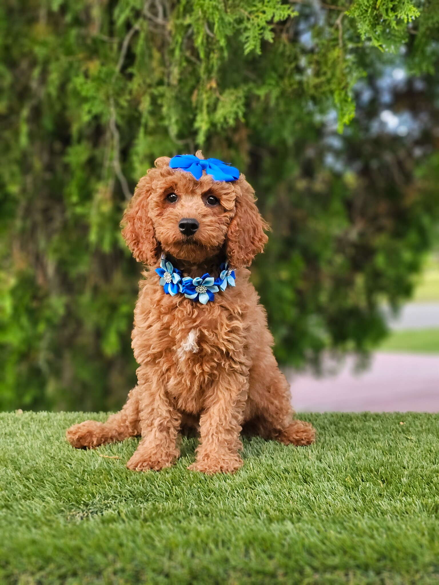 Cavapoo - Miss Bombón - Female - Image 5