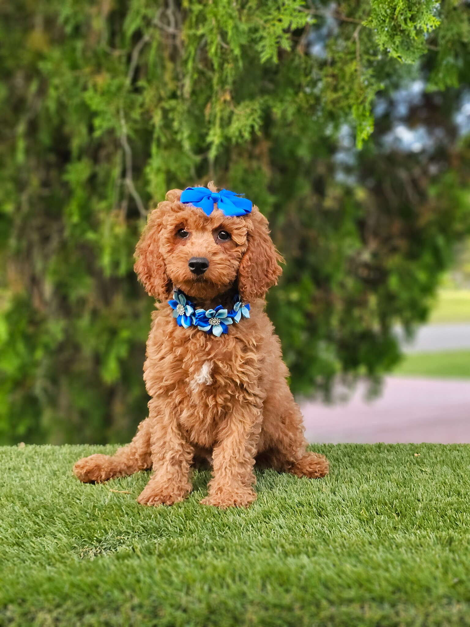 Cavapoo - Miss Bombón - Female - Image 2