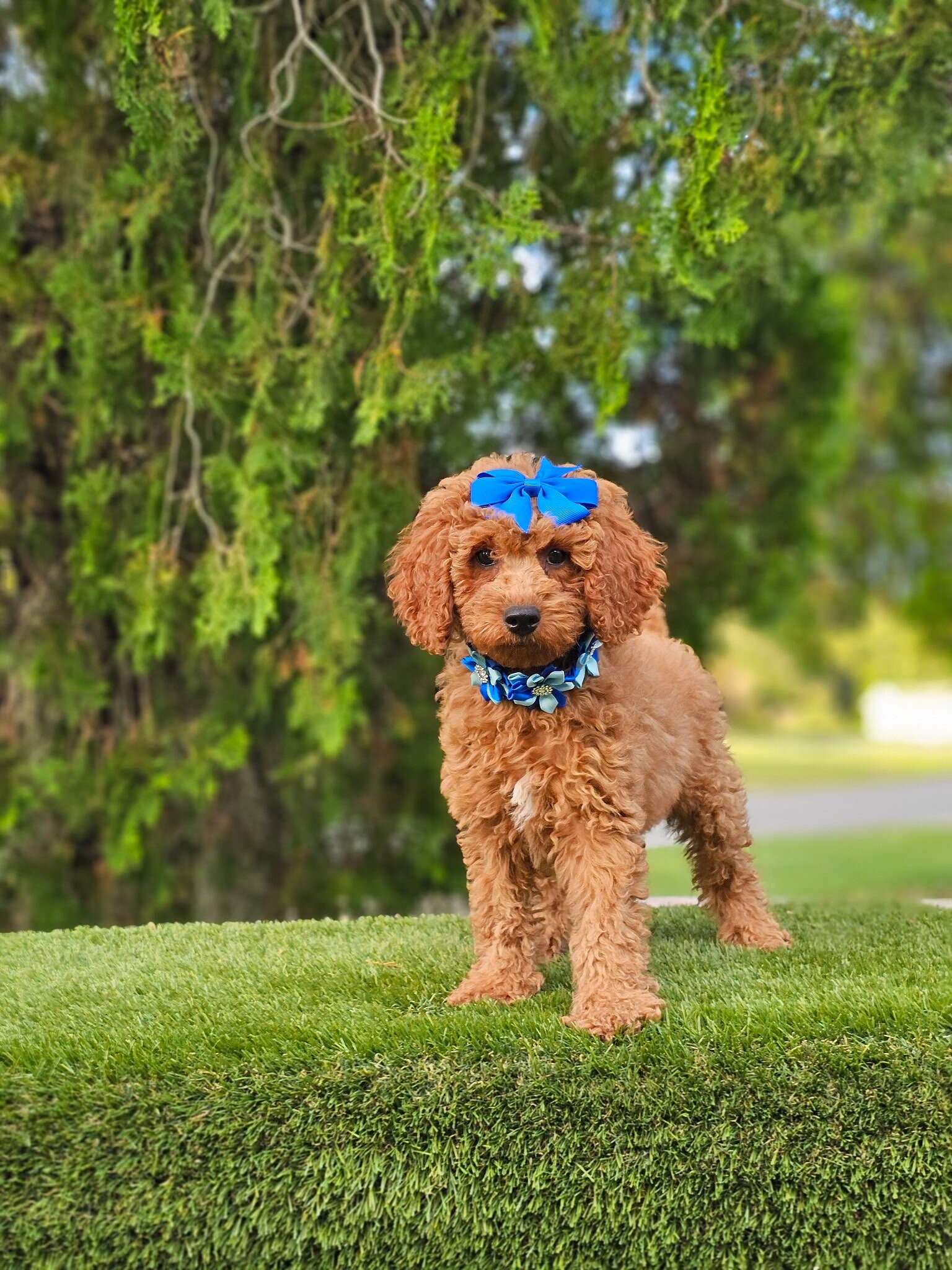 Cavapoo - Miss Bombón - Female - Image 3