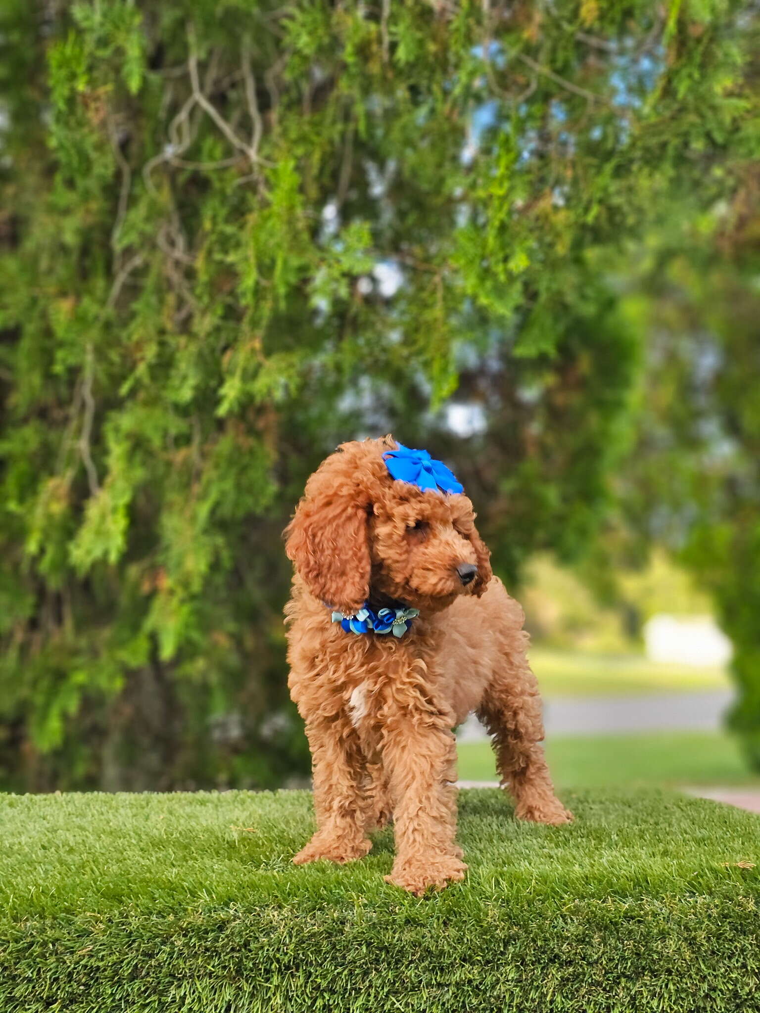Cavapoo - Miss Bombón - Female - Image 4